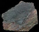 Silurian Fossil Crinoid (Scyphocrinites) Plate - Morocco #89238-1